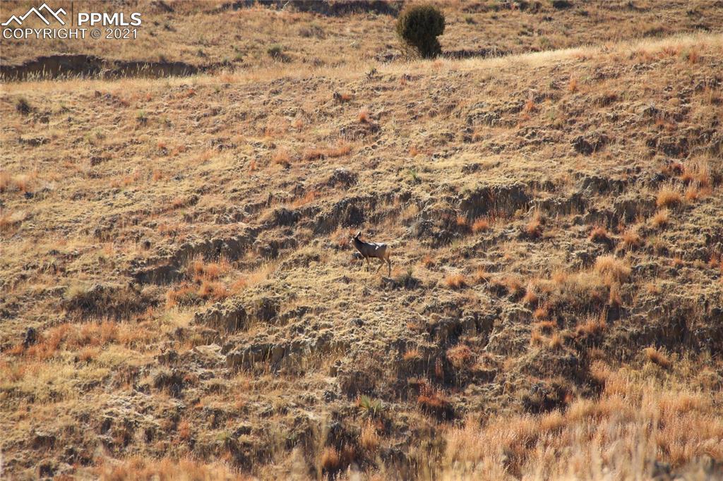 2907 Solberg Court Peyton, CO 80831 - Photo 9 of 14 a view of a covered with green space