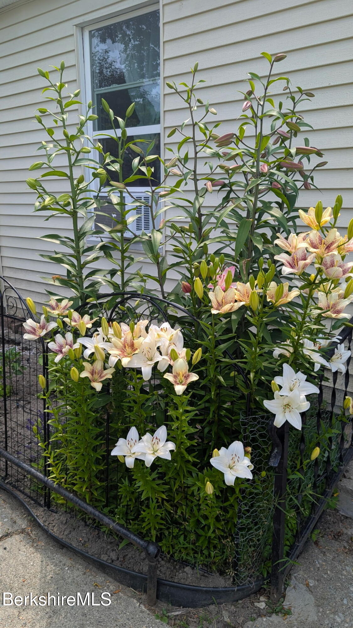 35 Prospect Street Pittsfield, MA 01201 - Photo 38 of 41 Lillies