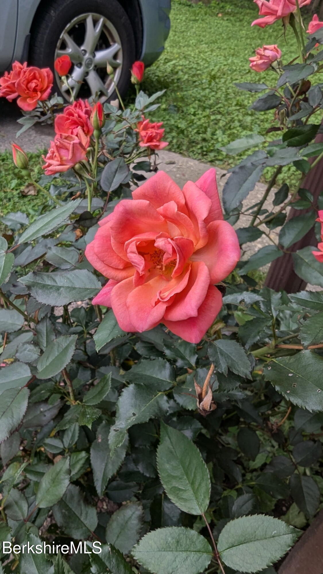 35 Prospect Street Pittsfield, MA 01201 - Photo 39 of 41 Climbing Rose