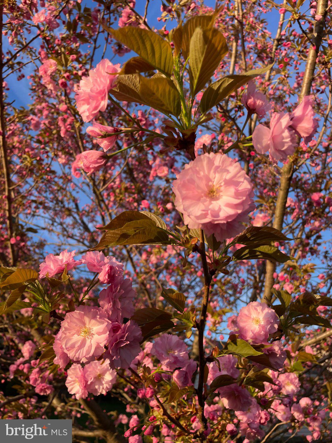 510 Martins Road Reading, PA 19608 - Photo 47 of 52 Blossoms in a pink spring embrace.
