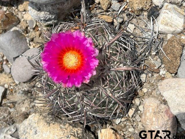 26549 Box Road Alpine, TX 79830 - Photo 17 of 18 Gallery Image 17