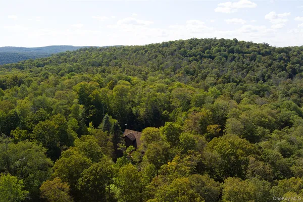a view of a forest with a street