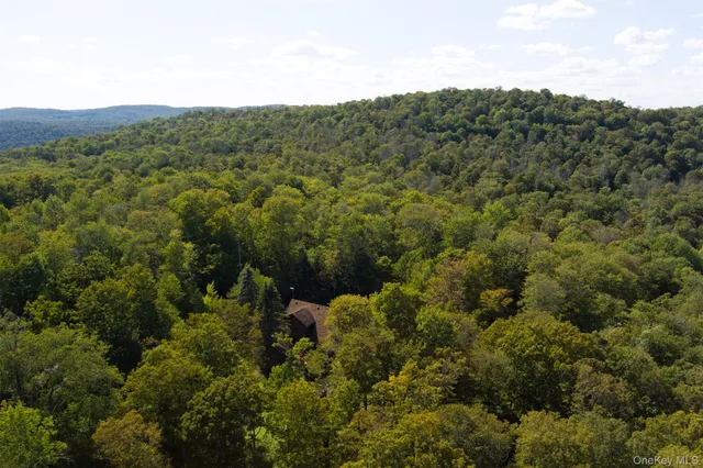 a view of a forest with a street