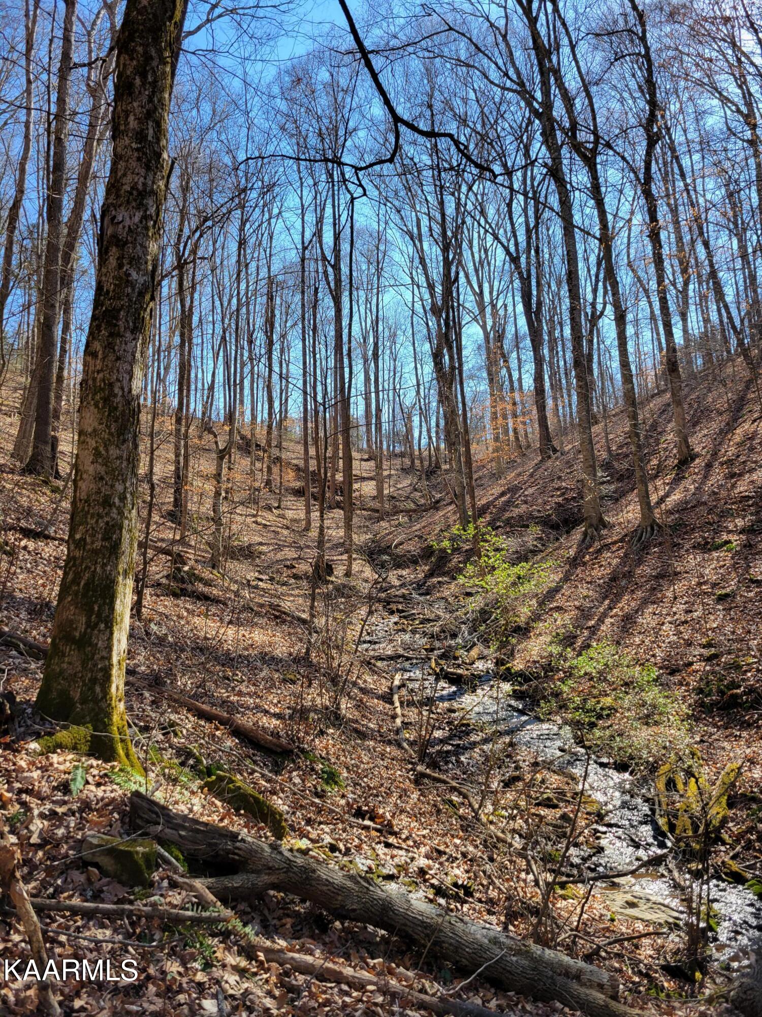 Chestnut Stump Road La Follette, TN 37766 - Photo 16 of 40 11E