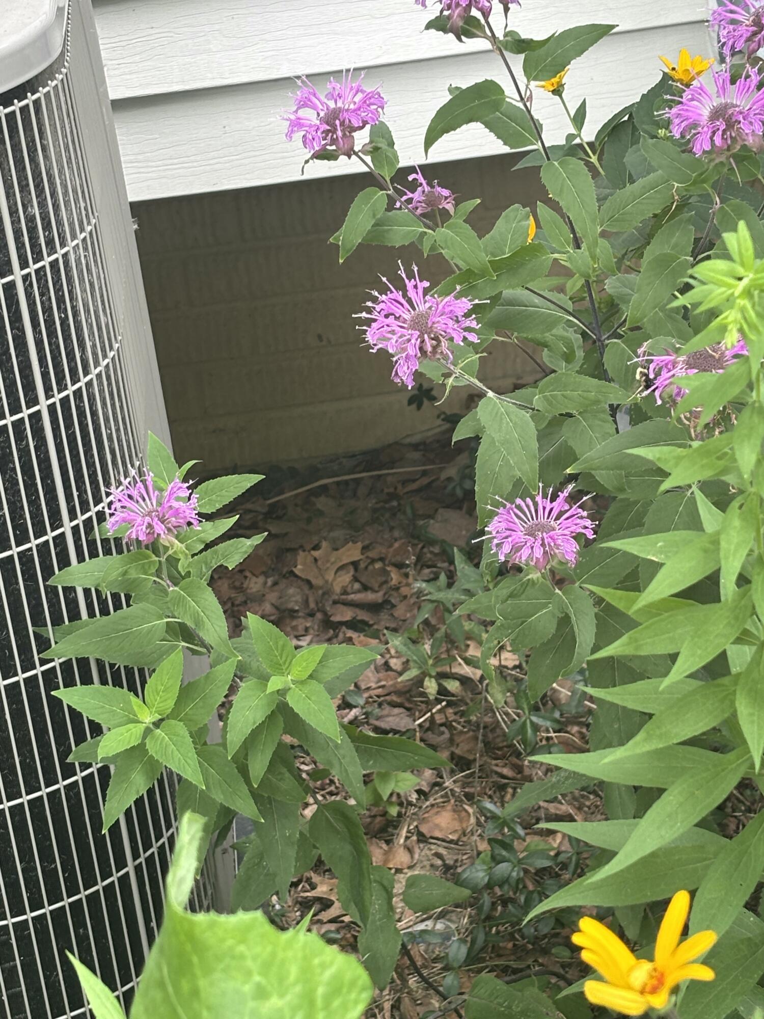 3581 Kehoe Road Clinton, MI 49236 - Photo 50 of 50 IMG_2900