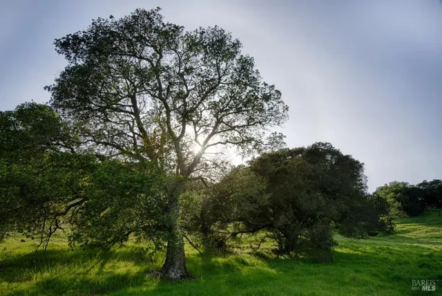 a view of a garden with a tree