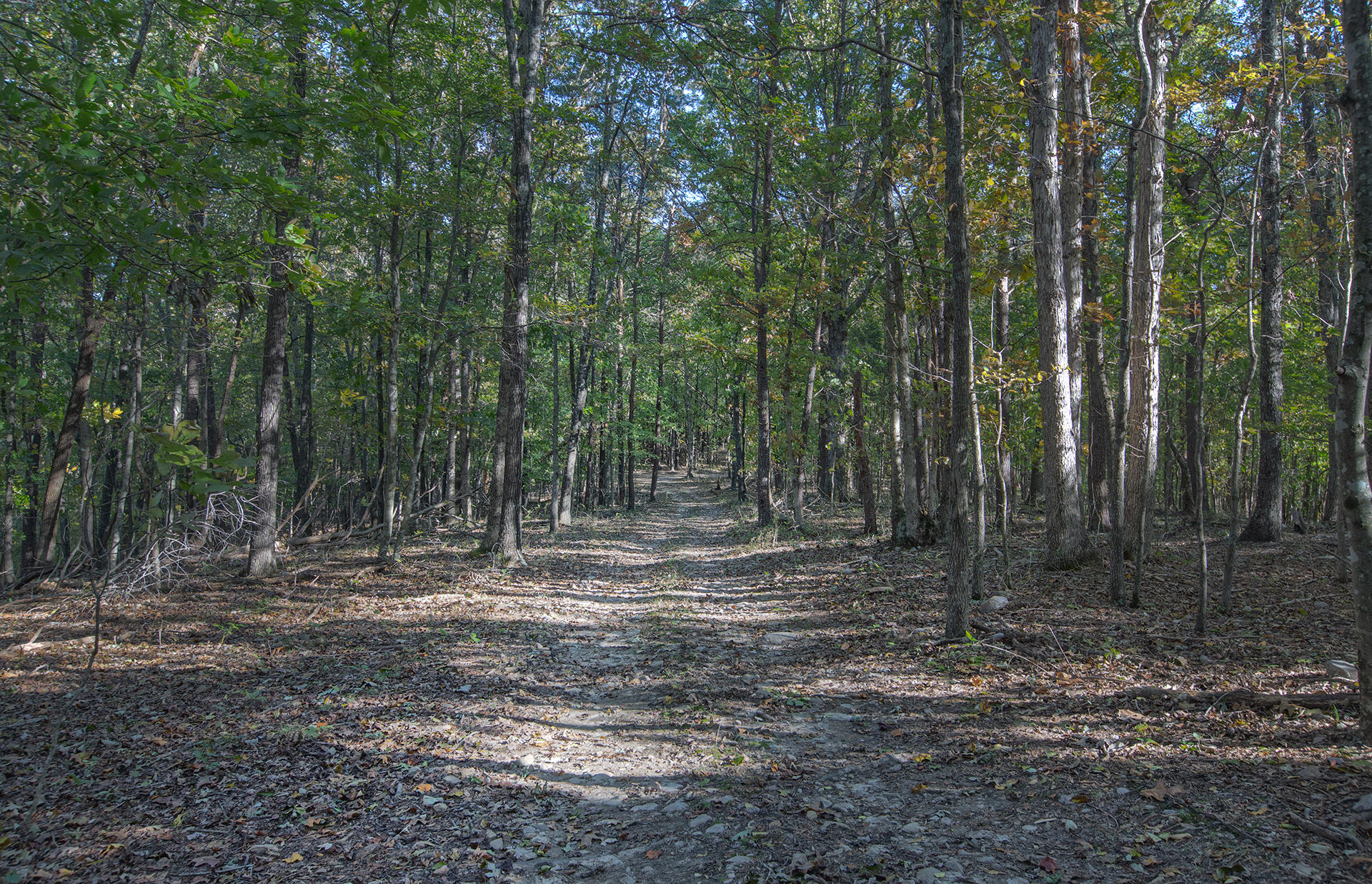 1413 Pollard Road Montvale, VA 24122 - Photo 65 of 68 a view of outdoor space with trees