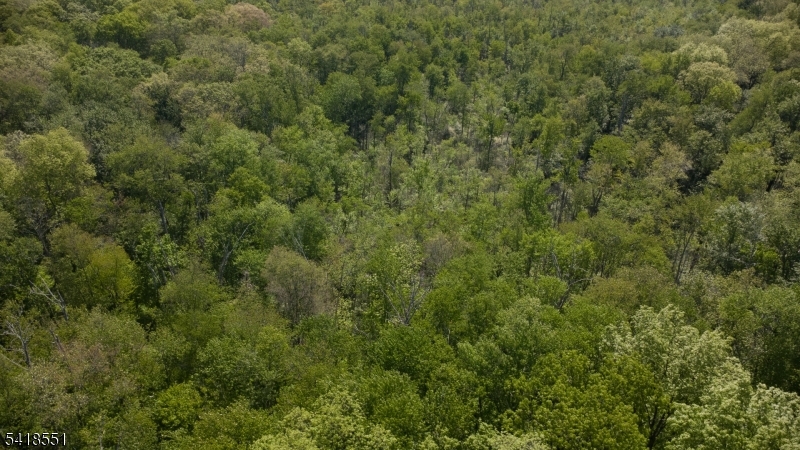 36 Countryside Road Columbia, NJ 07832 - Photo 2 of 9 a view of a forest with lots of trees