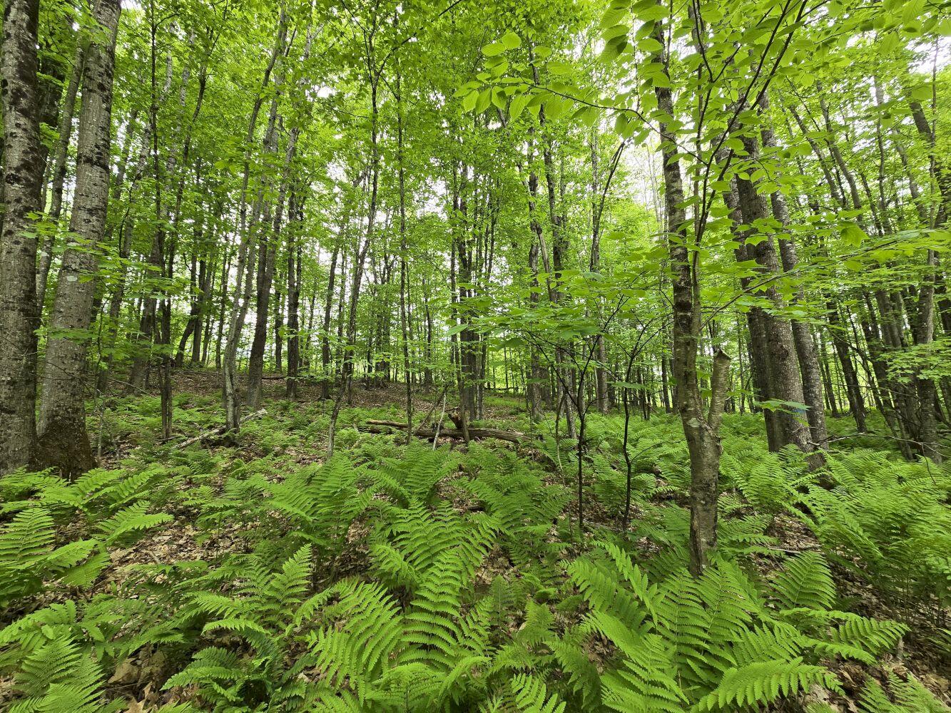 Lot 26 Canton Mountain Road Jay, ME 04239 - Photo 6 of 35 20260528_142205_result