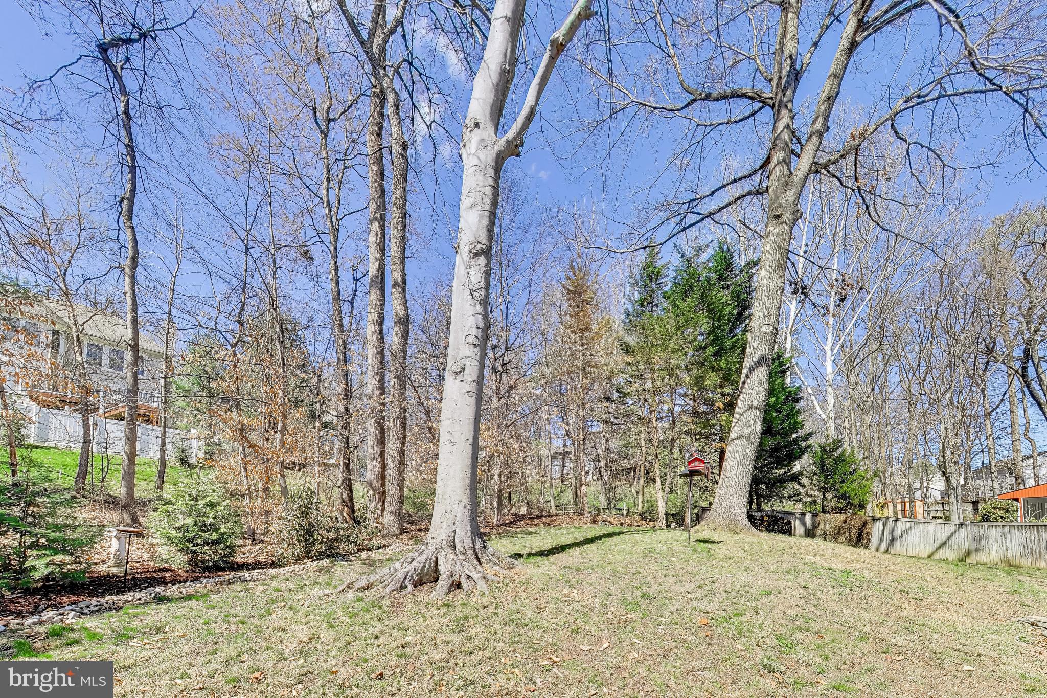 8404 Chillum Court Springfield, VA 22153 - Photo 56 of 56 Serene wooded landscape in springtime.