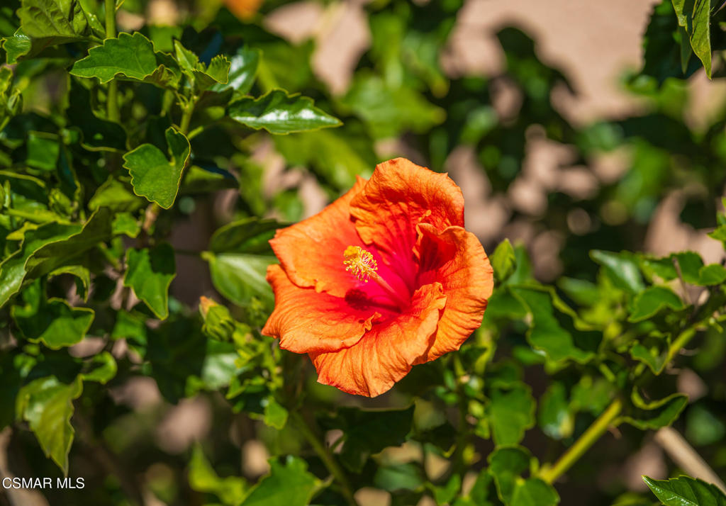 2648 Georgette Place Simi Valley, CA 93063 - Photo 32 of 53