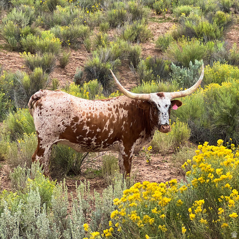 38 Broken Branch Road, Unit 38 Kanab, UT 84741 - Photo 10 of 53 Deer Springs Ranch is a working ranch with Longhorns