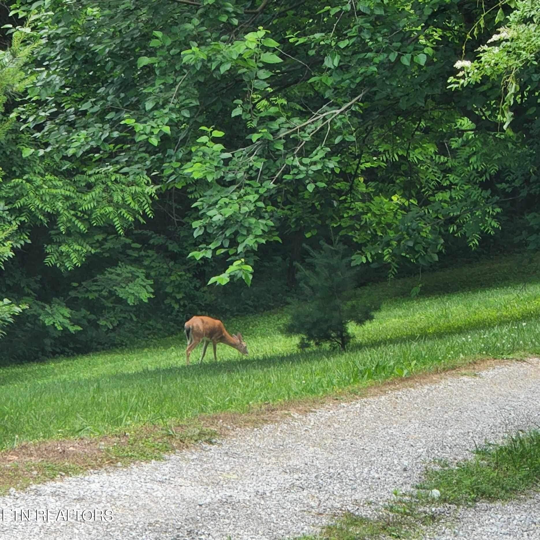682 Ridge Road Caryville, TN 37714 - Photo 35 of 36 Gallery Image 35