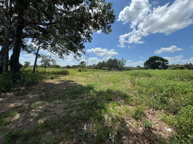 a view of a trees in a yard