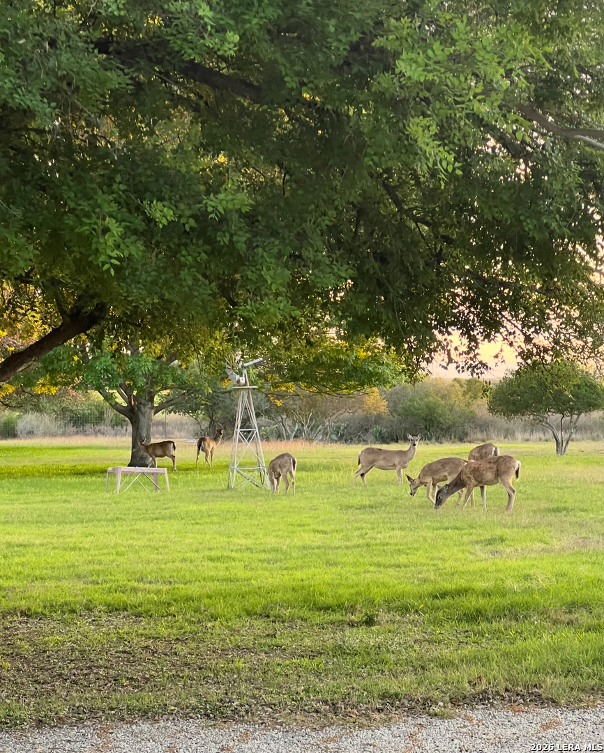 433 Mills Lane Uvalde, TX 78801 - Photo 24 of 51 a view of a herd of animals grazing on a field