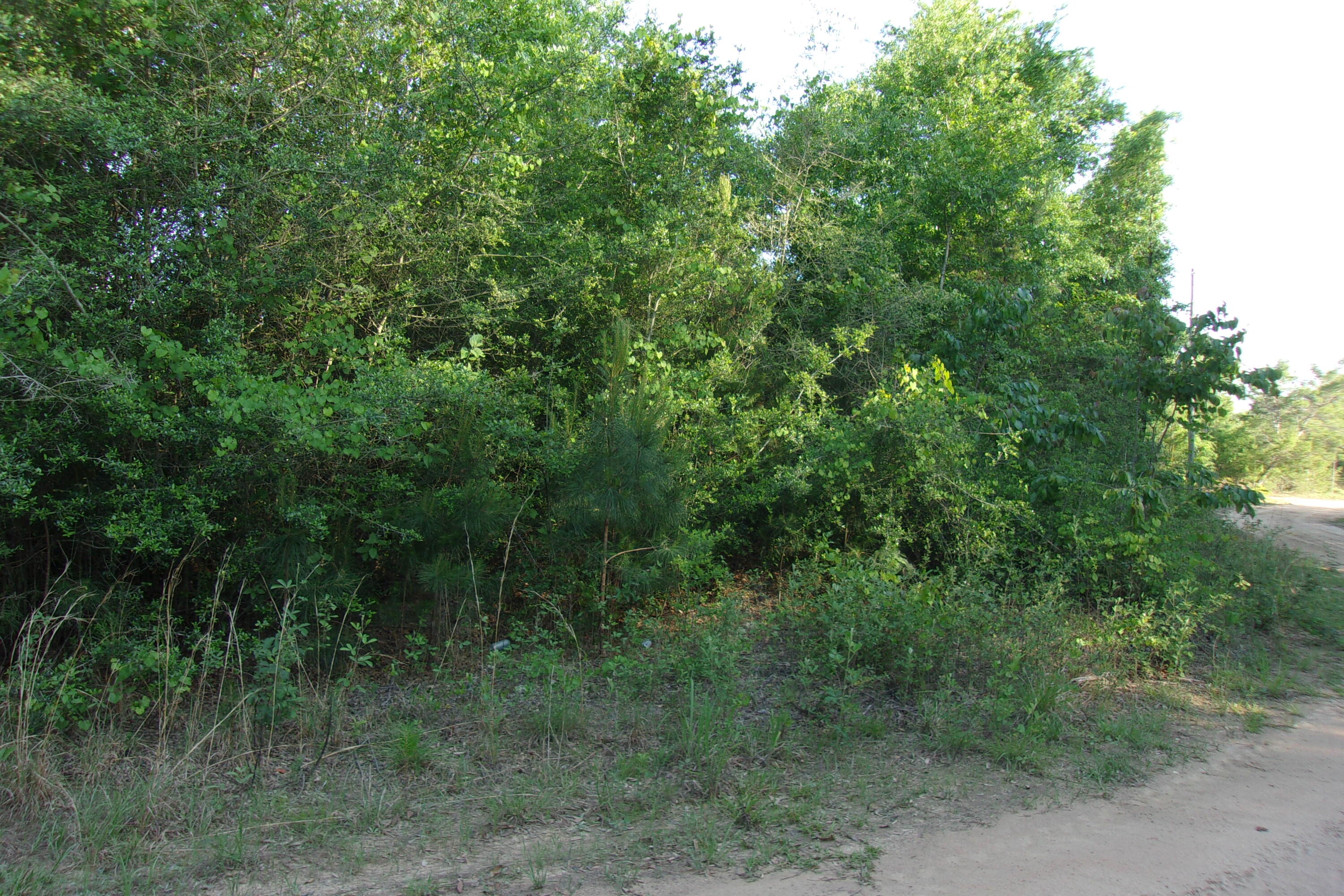 Xx East Bunting Way Crestview, FL 32539 - Photo 1 of 8 a view of a lush green forest