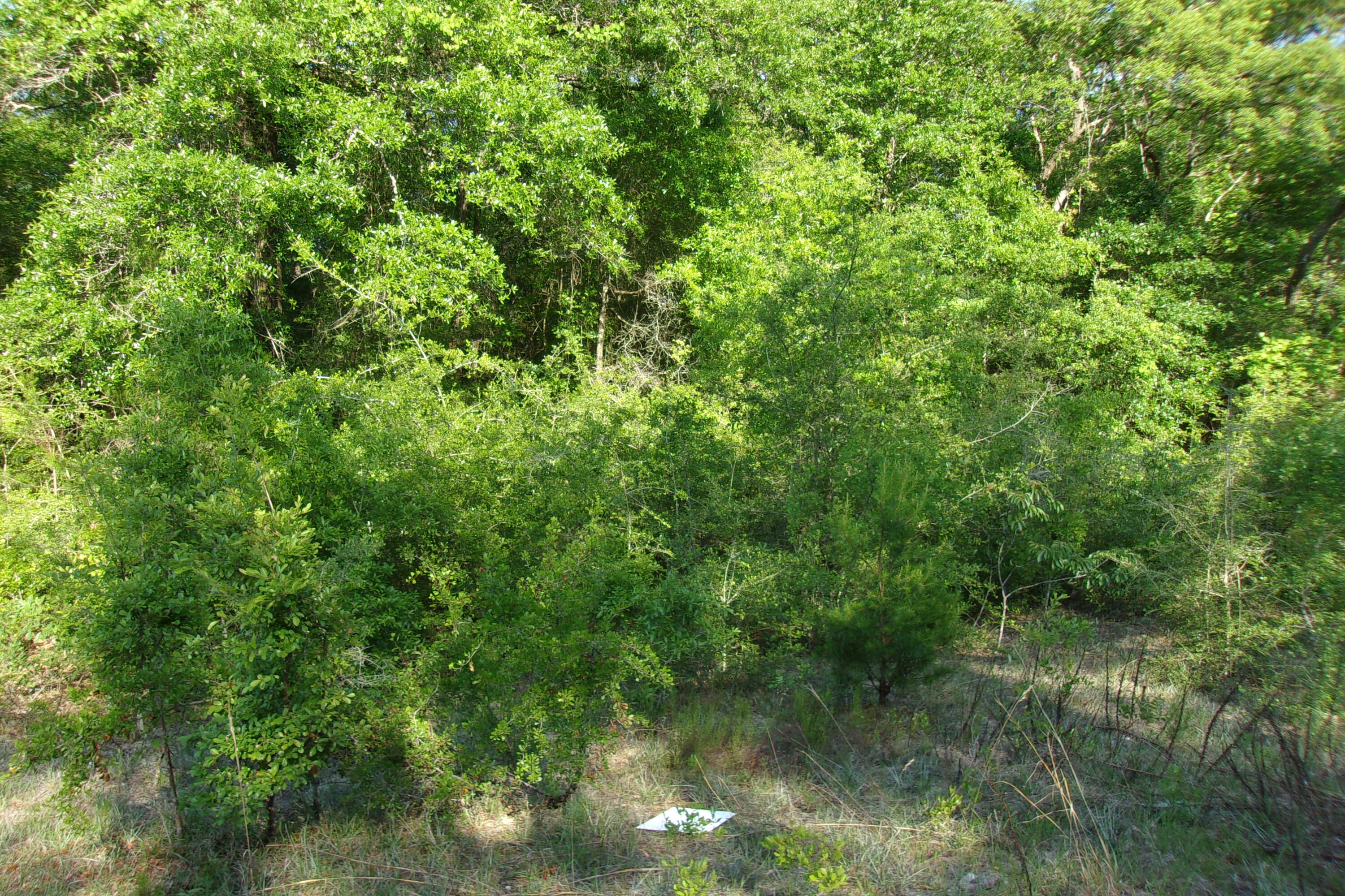 Xx East Bunting Way Crestview, FL 32539 - Photo 2 of 8 a view of a lush green forest with lots of trees