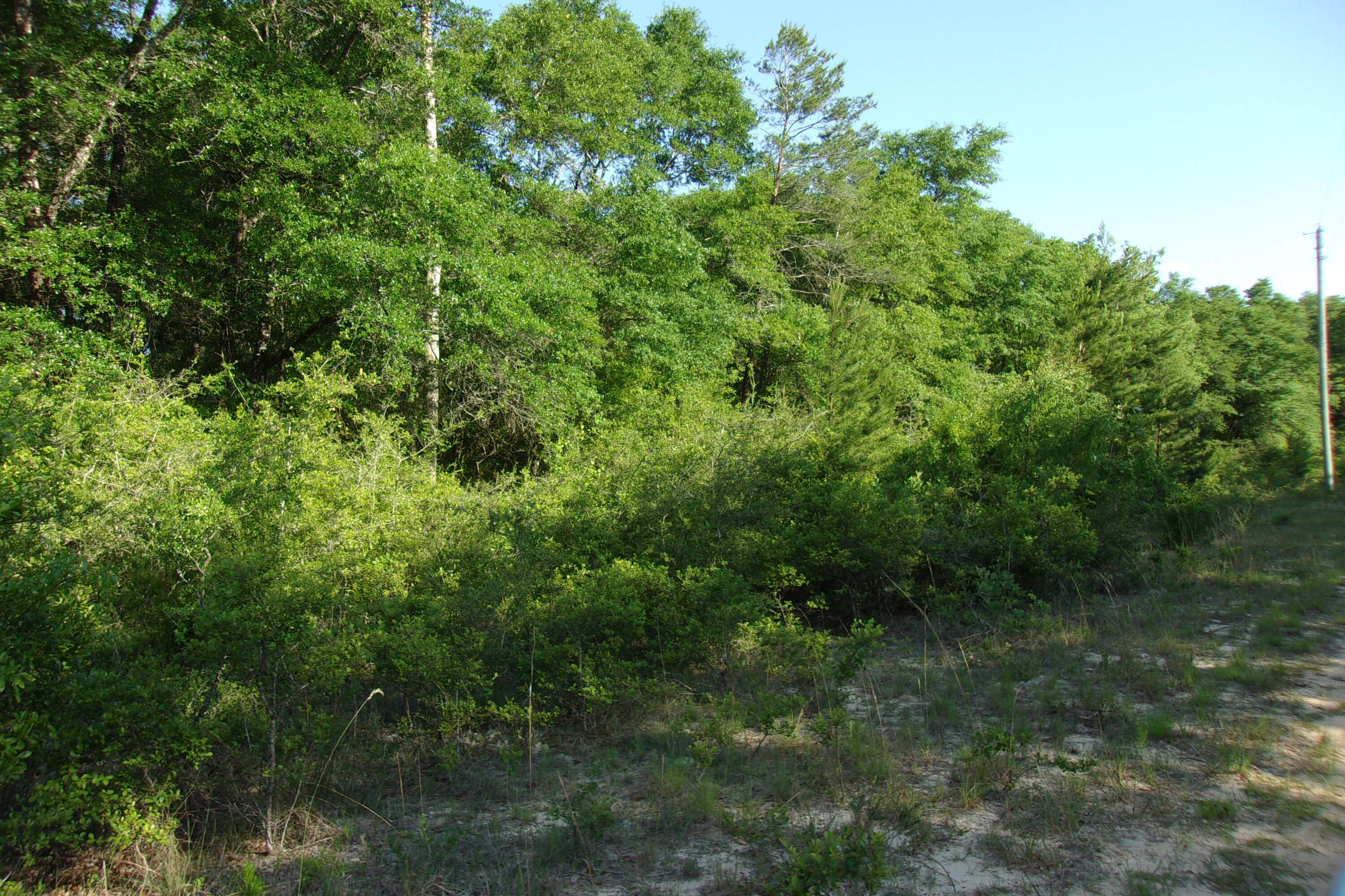 Xx East Bunting Way Crestview, FL 32539 - Photo 4 of 8 a view of a lush green forest
