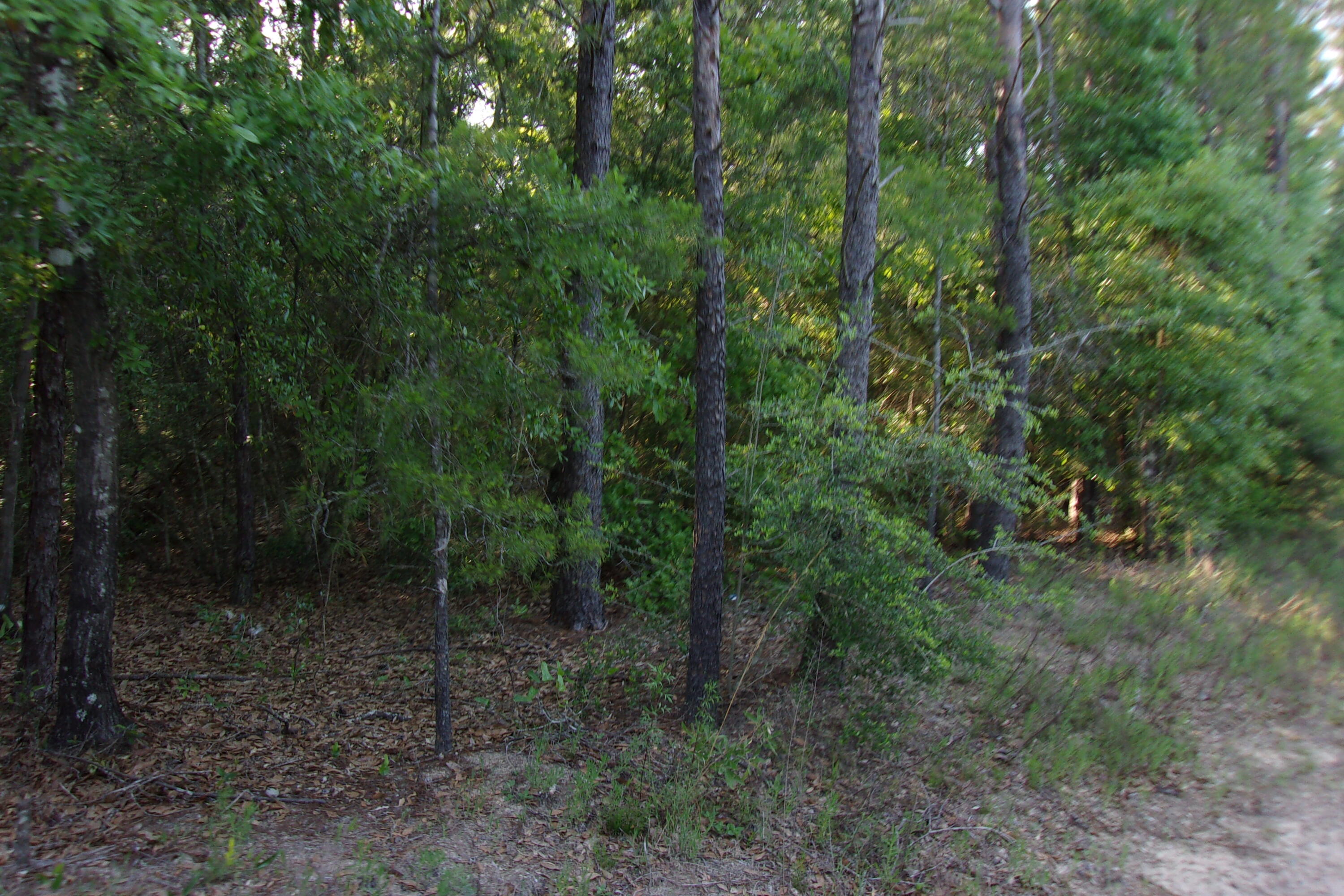 Xx East Bunting Way Crestview, FL 32539 - Photo 6 of 8 a view of a forest with trees in the background