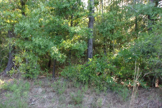 a view of a lush green forest
