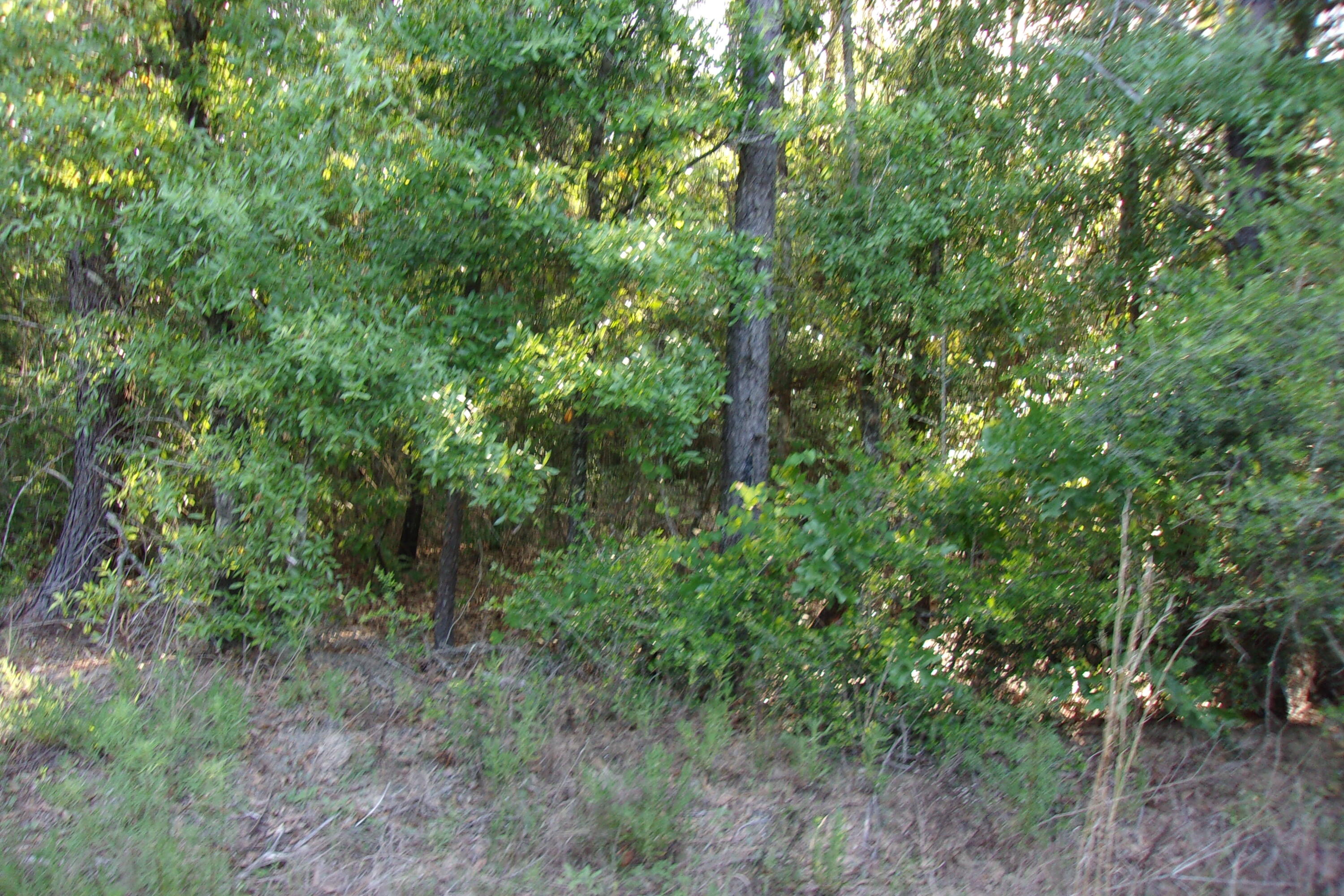 Xx East Bunting Way Crestview, FL 32539 - Photo 7 of 8 a view of a lush green forest
