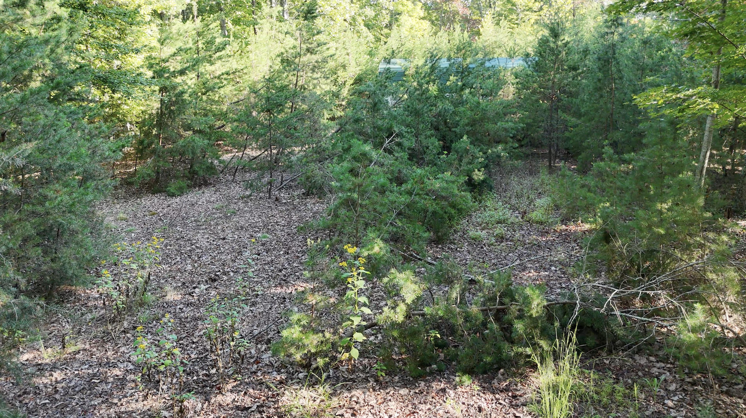 113 Foley Road Stuart, VA 24171 - Photo 7 of 14 a view of a forest filled with trees