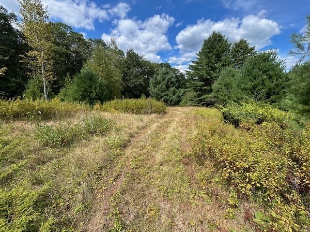 0 Holt Road Ashburnham, MA 01430 - Photo 7 of 7 a view of a yard with a tree