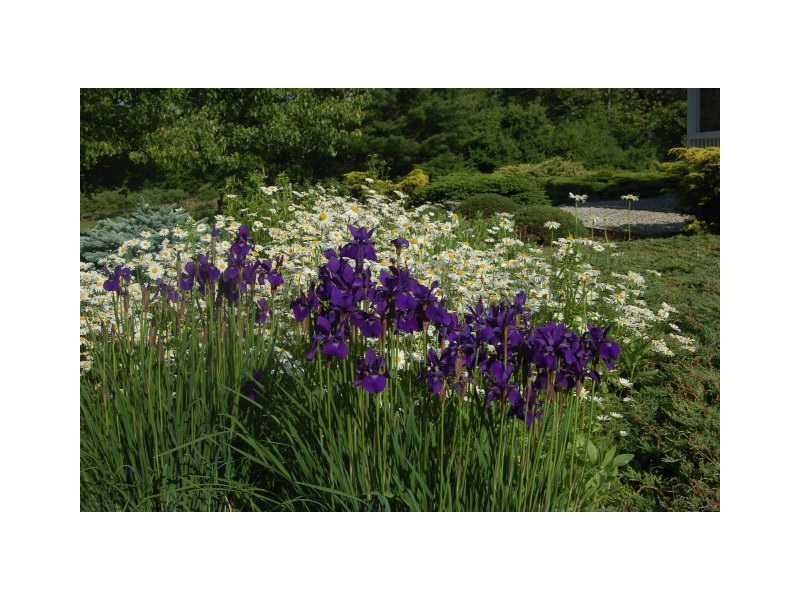 336 Ocean House Road Cape Elizabeth, ME 04107 - Photo 27 of 34 Yard/Garden.