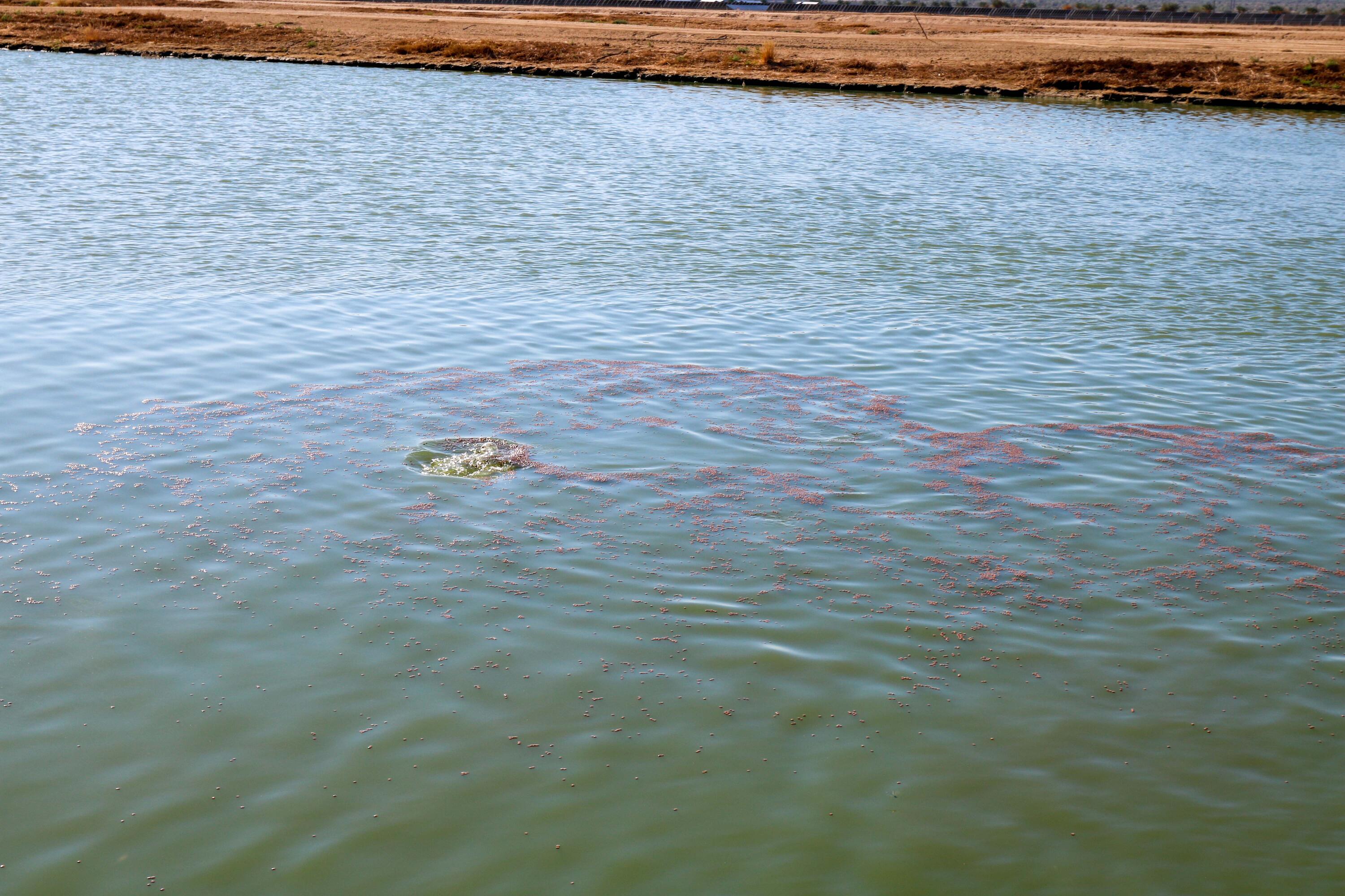 24511 Rice Road Desert Center, CA 92239 - Photo 13 of 65 a view of a swimming pool and an outdoor space
