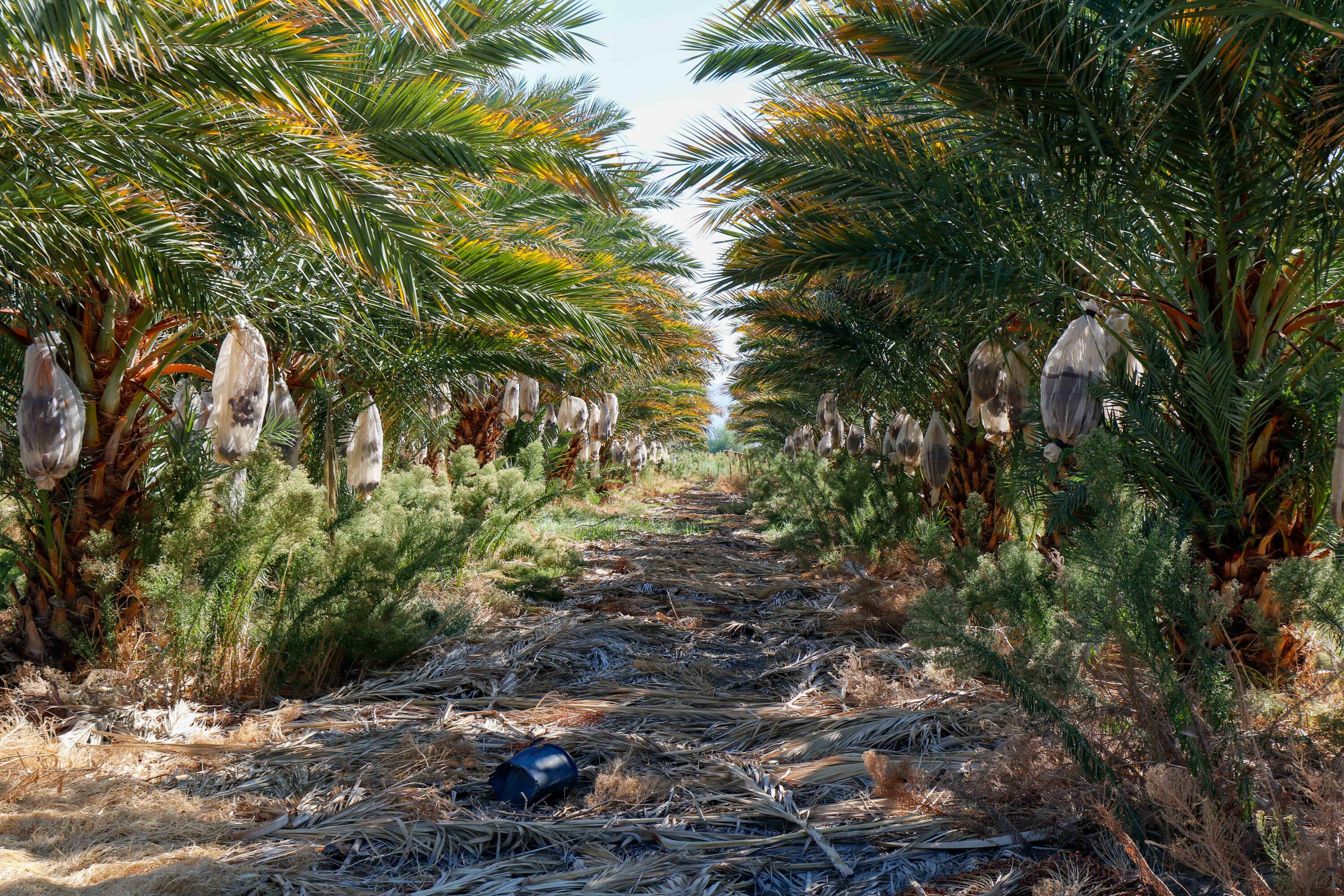 24511 Rice Road Desert Center, CA 92239 - Photo 33 of 65 Fish Pond-52