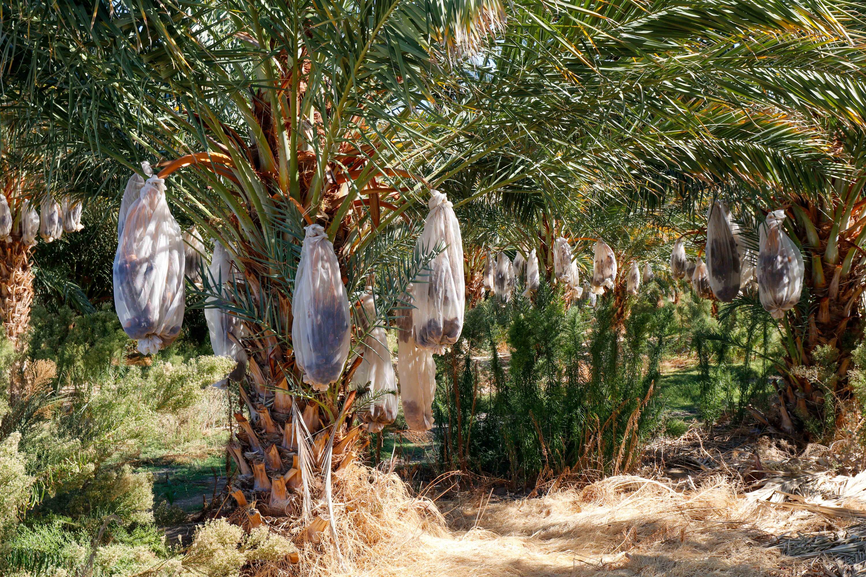 24511 Rice Road Desert Center, CA 92239 - Photo 34 of 65 a view of a plant in a garden