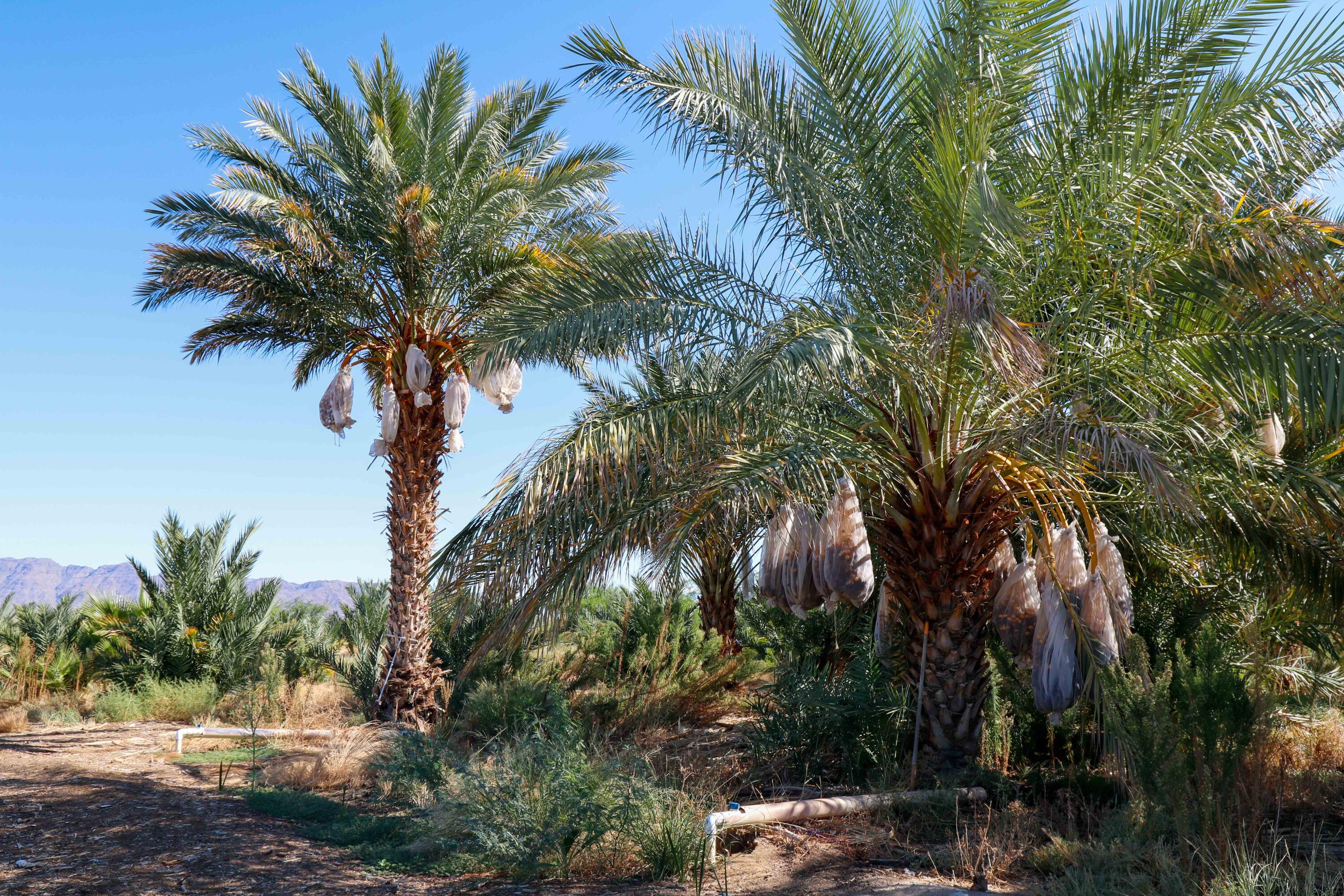 24511 Rice Road Desert Center, CA 92239 - Photo 36 of 65 a view of a palm tree with a yard