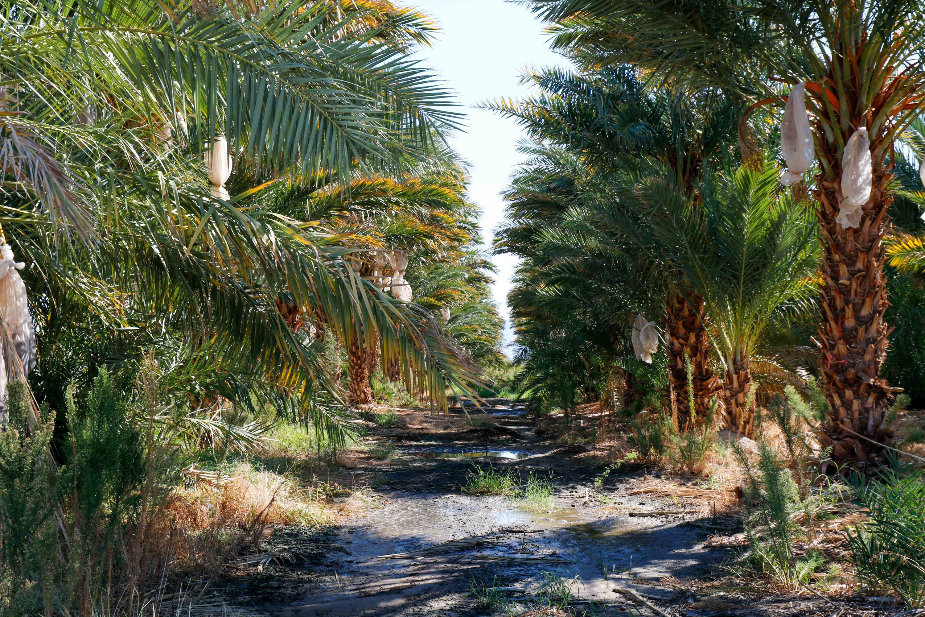 24511 Rice Road Desert Center, CA 92239 - Photo 39 of 65 Fish Pond-58