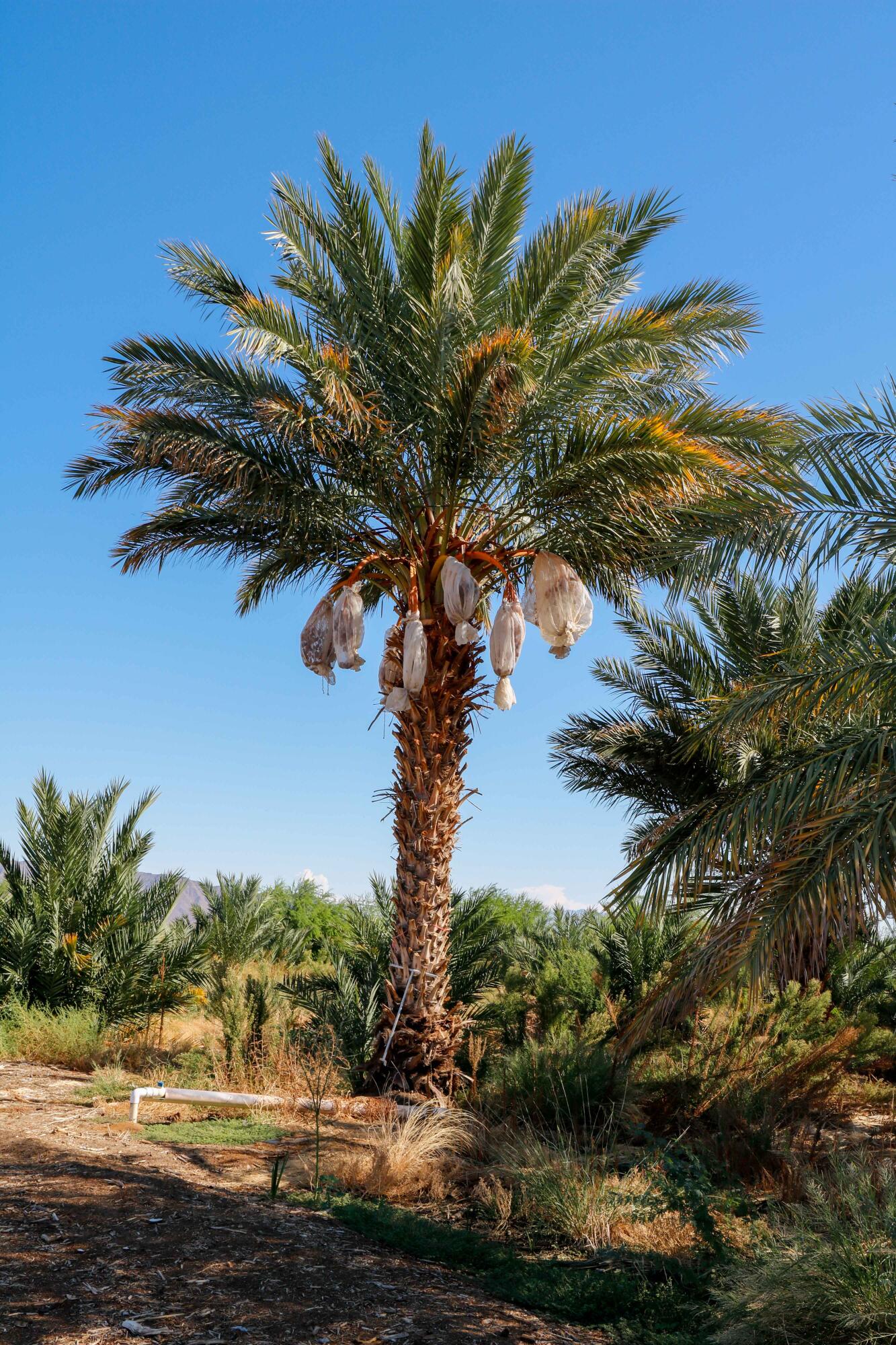 24511 Rice Road Desert Center, CA 92239 - Photo 41 of 65 a view of a tree