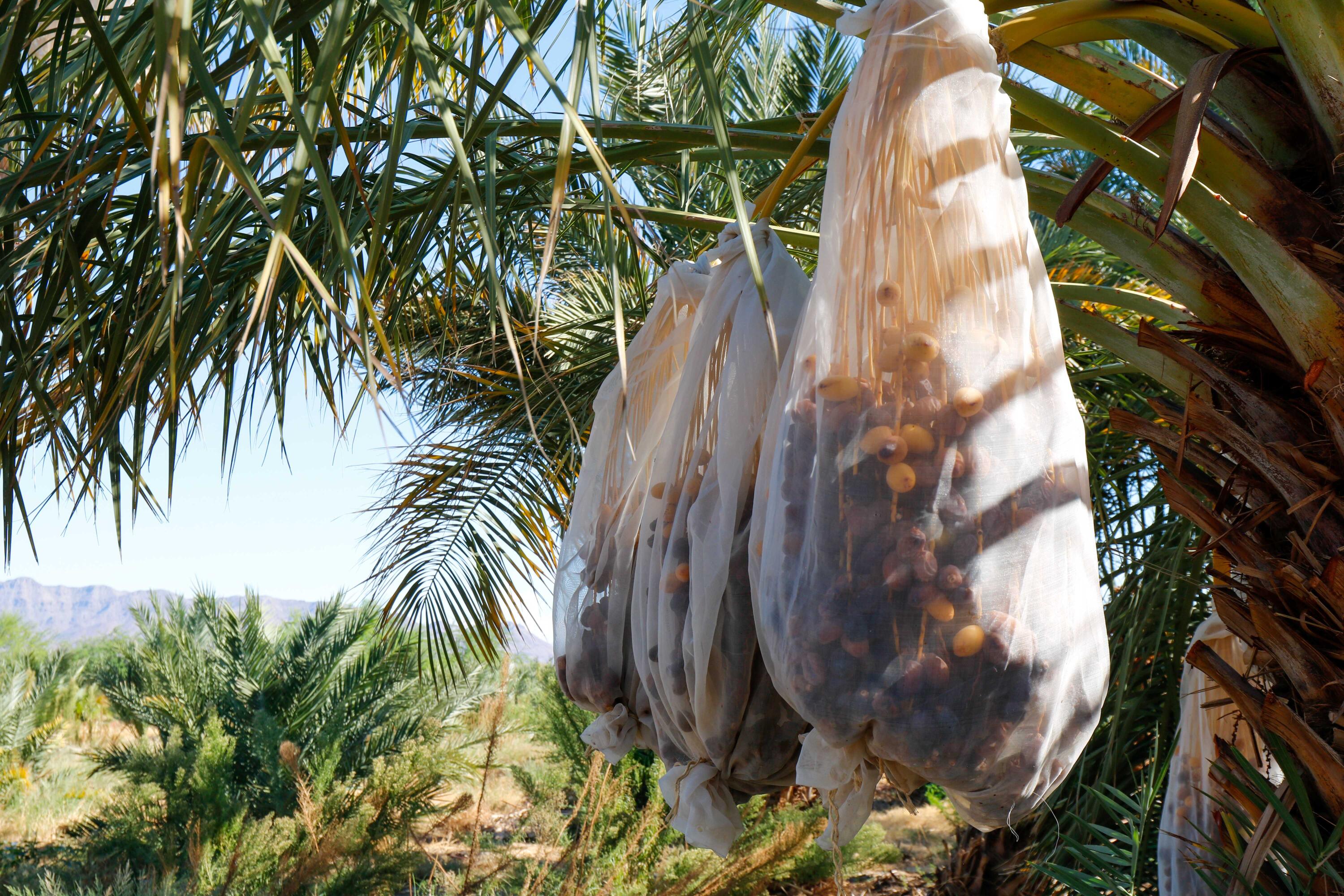 24511 Rice Road Desert Center, CA 92239 - Photo 42 of 65 a view of a palm tree