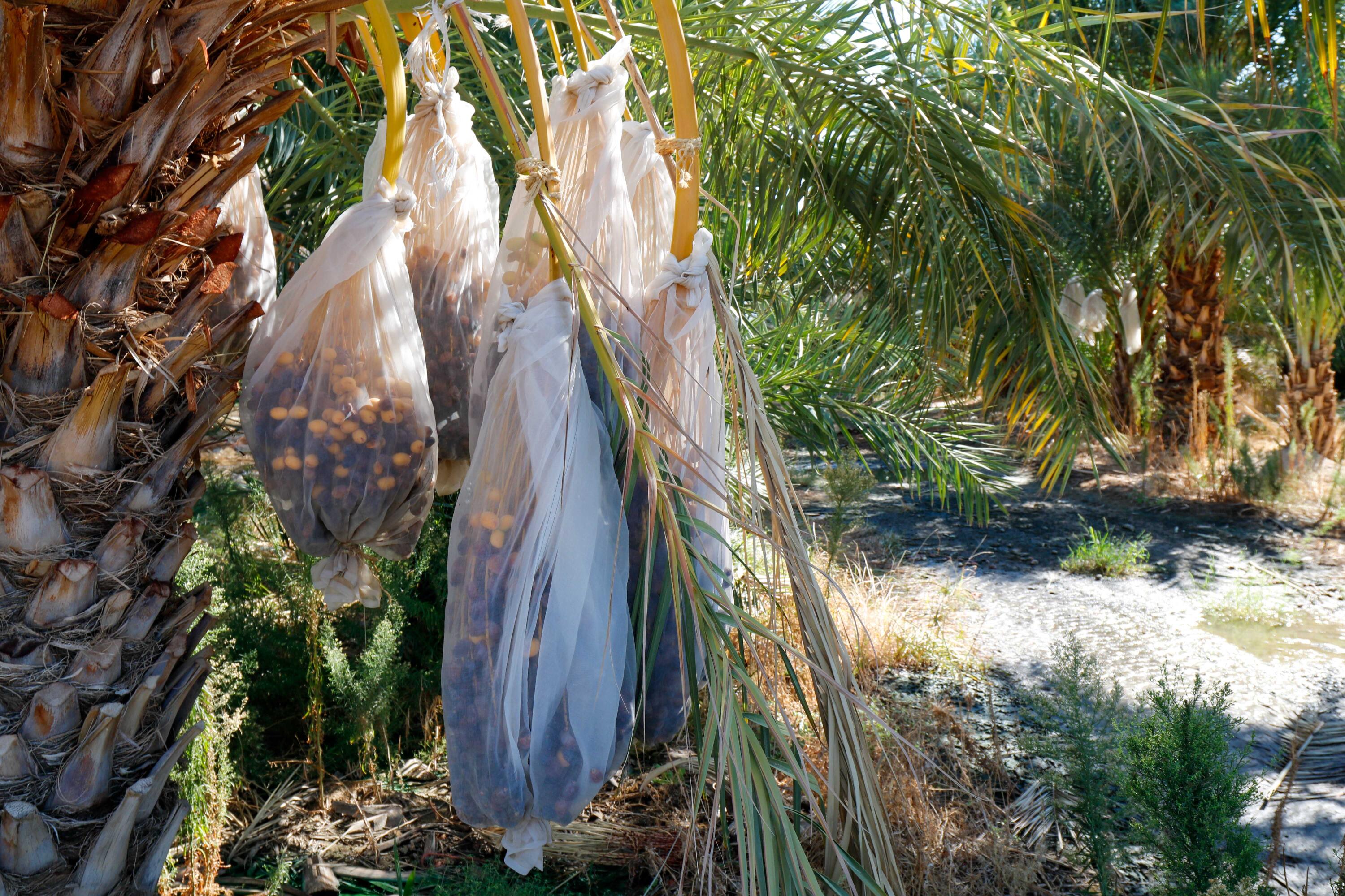 24511 Rice Road Desert Center, CA 92239 - Photo 43 of 65 a view of backyard with plants and outdoor seating