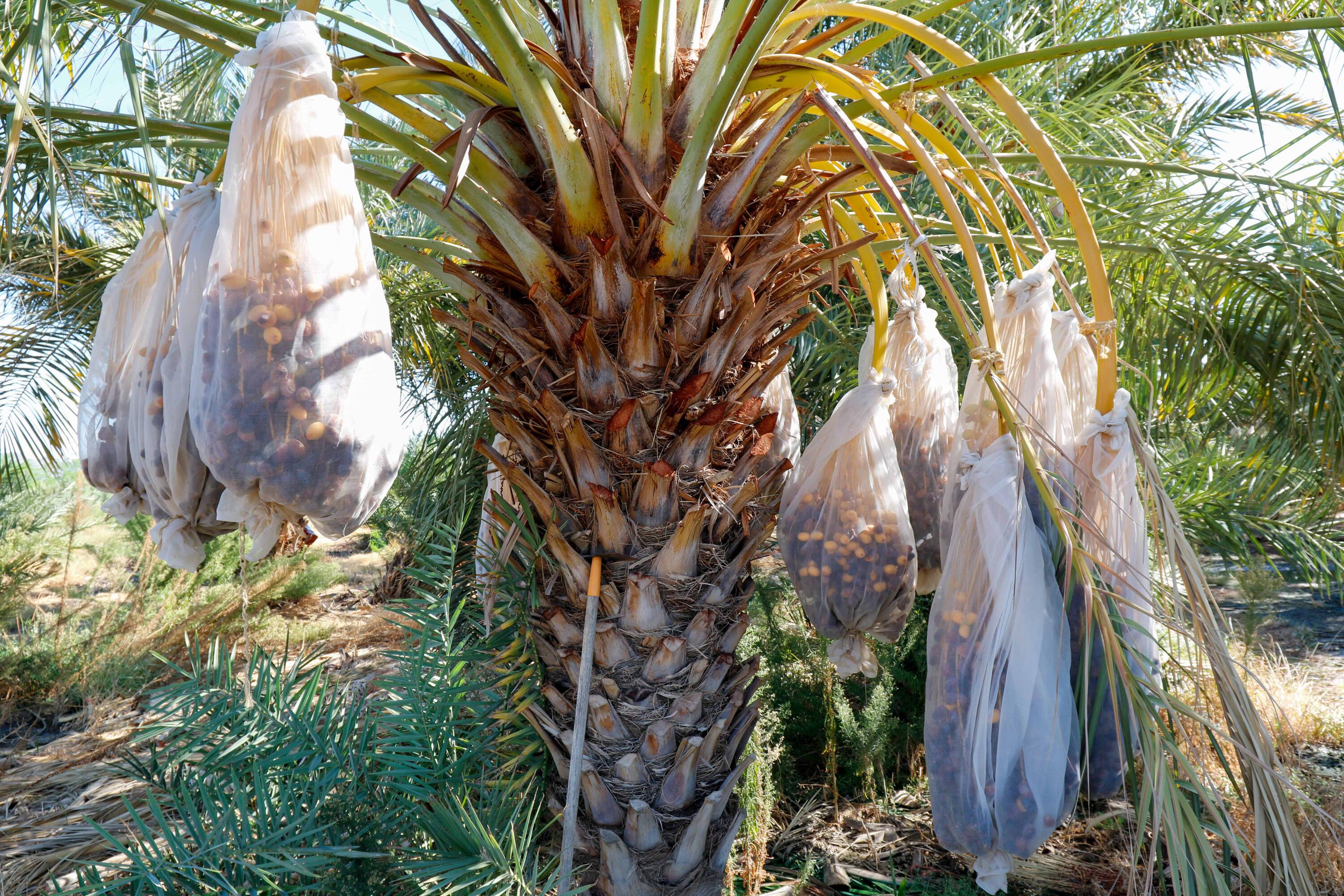 24511 Rice Road Desert Center, CA 92239 - Photo 44 of 65 a view of under a tree