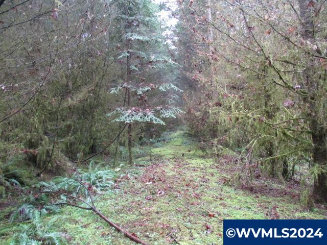 0 Zurfluh Road Scio, OR 97374 - Photo 7 of 14