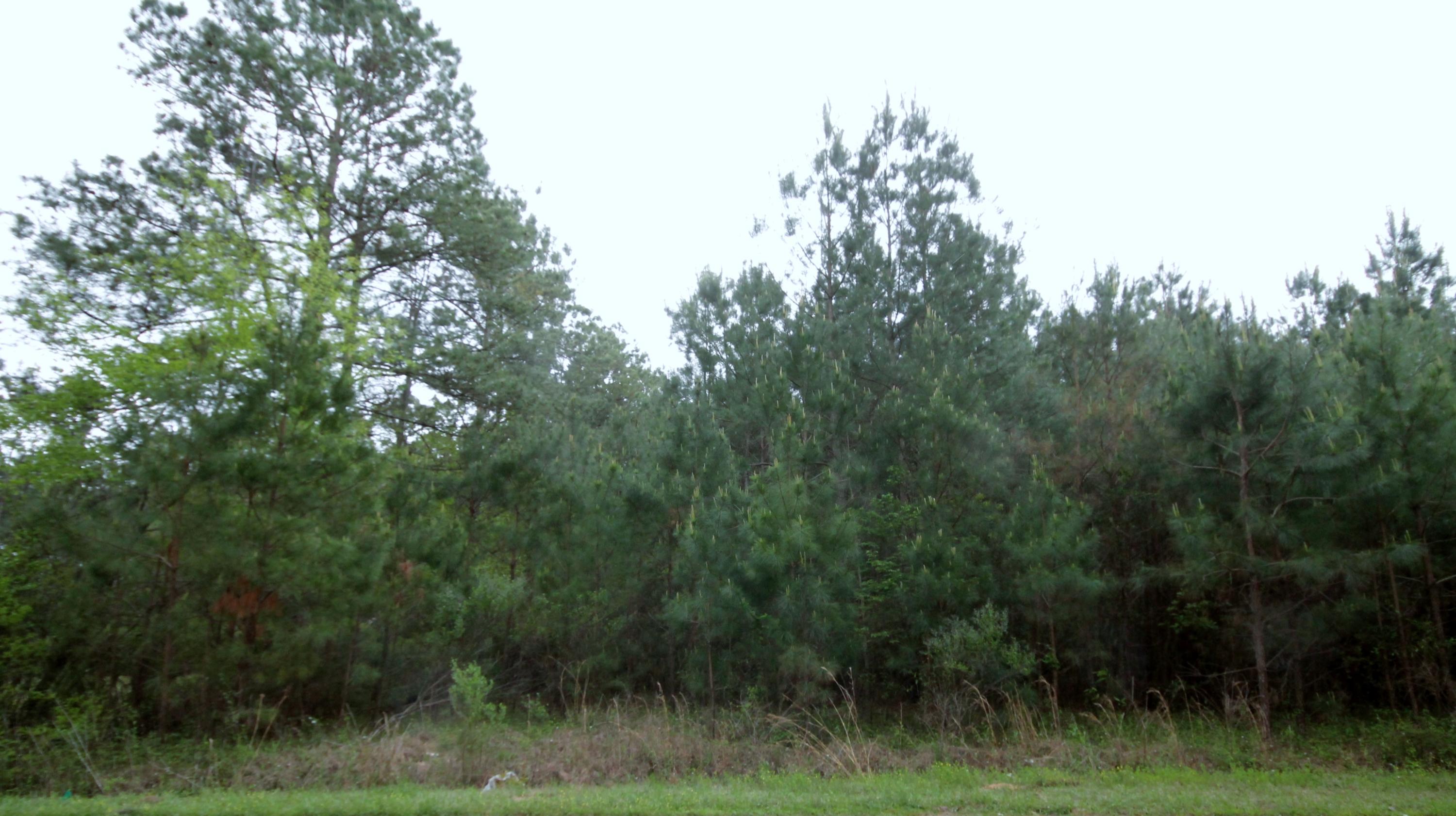 0 Butternut East Road Summerville, SC 29483 - Photo 1 of 3 0 Butternut East Rd.