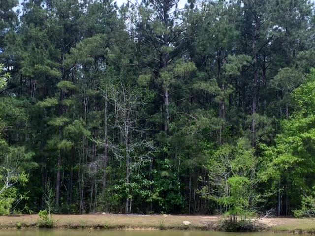 0 Butternut East Road Summerville, SC 29483 - Photo 2 of 3 Back of property