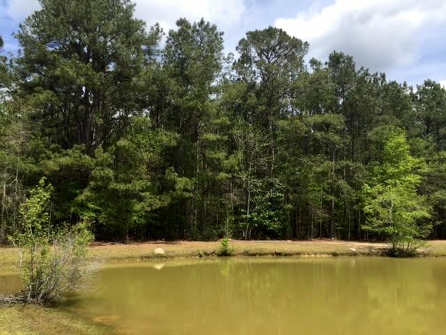 0 Butternut East Road Summerville, SC 29483 - Photo 3 of 3 View of back of property line