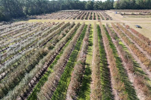 a view of pathway with yard