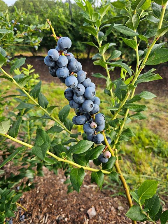 6934 Biscamp Road Silsbee, TX 77656 - Photo 33 of 38 a view of a tree in a yard