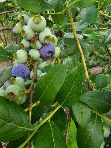 a view of an outdoor space