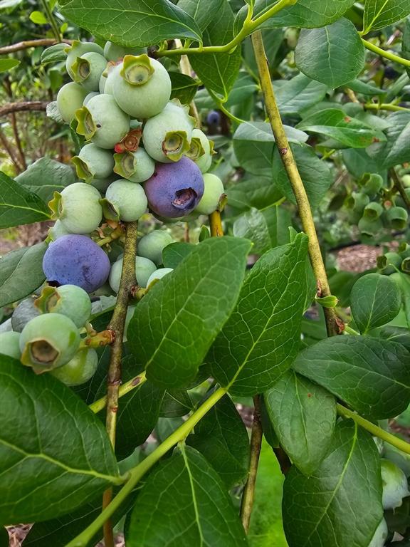 6934 Biscamp Road Silsbee, TX 77656 - Photo 35 of 38 a view of an outdoor space