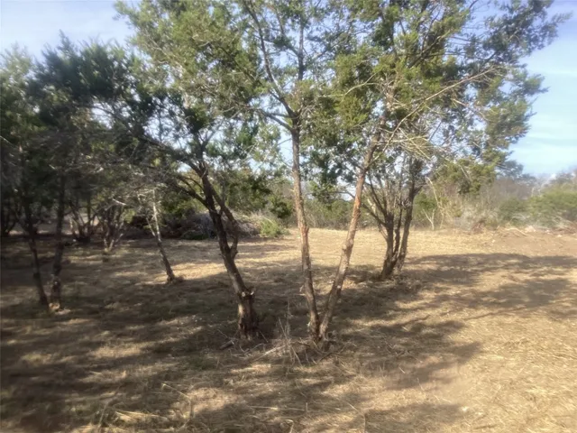 a view of yard with trees