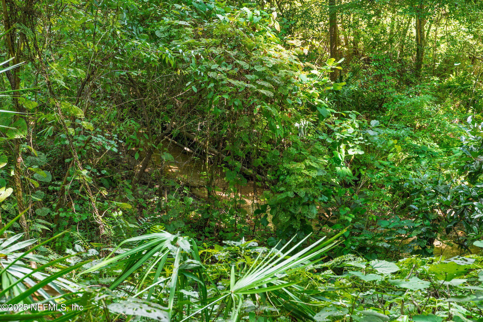 3007 Holly Road Orange Park, FL 32065 - Photo 40 of 44 a view of a lush green forest