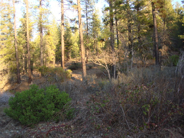 Rattlesnake Road Hayfork, CA 96041 - Photo 1 of 10 Trees