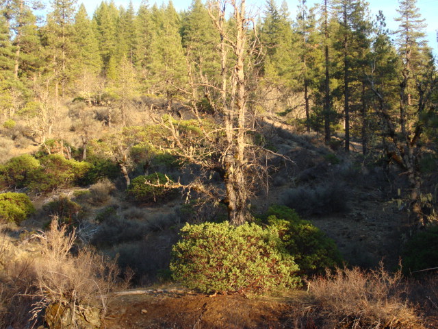Rattlesnake Road Hayfork, CA 96041 - Photo 3 of 10 2