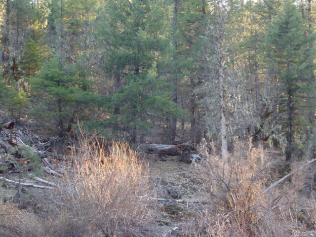 Rattlesnake Road Hayfork, CA 96041 - Photo 4 of 10 3